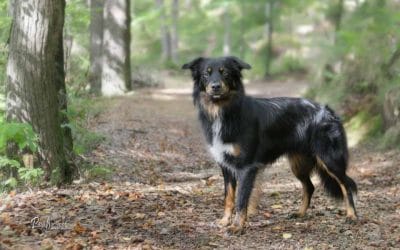 Pomoč, ko se pes izgubi