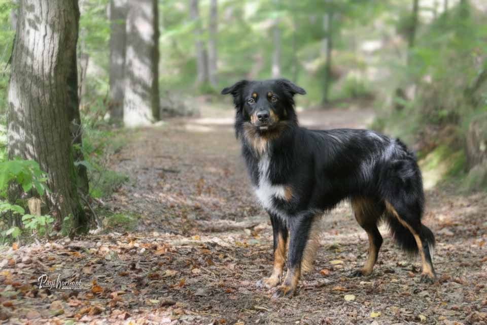 Pomoč, ko se pes izgubi - Kdo lahko pomaga