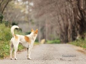 Izgubljen pes - kako iskati izgubljenega psa