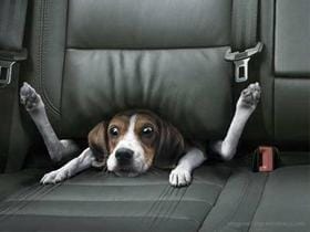 Pes v avtu in varna vožnja z avtom