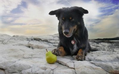 Katero sadje lahko jedo psi?