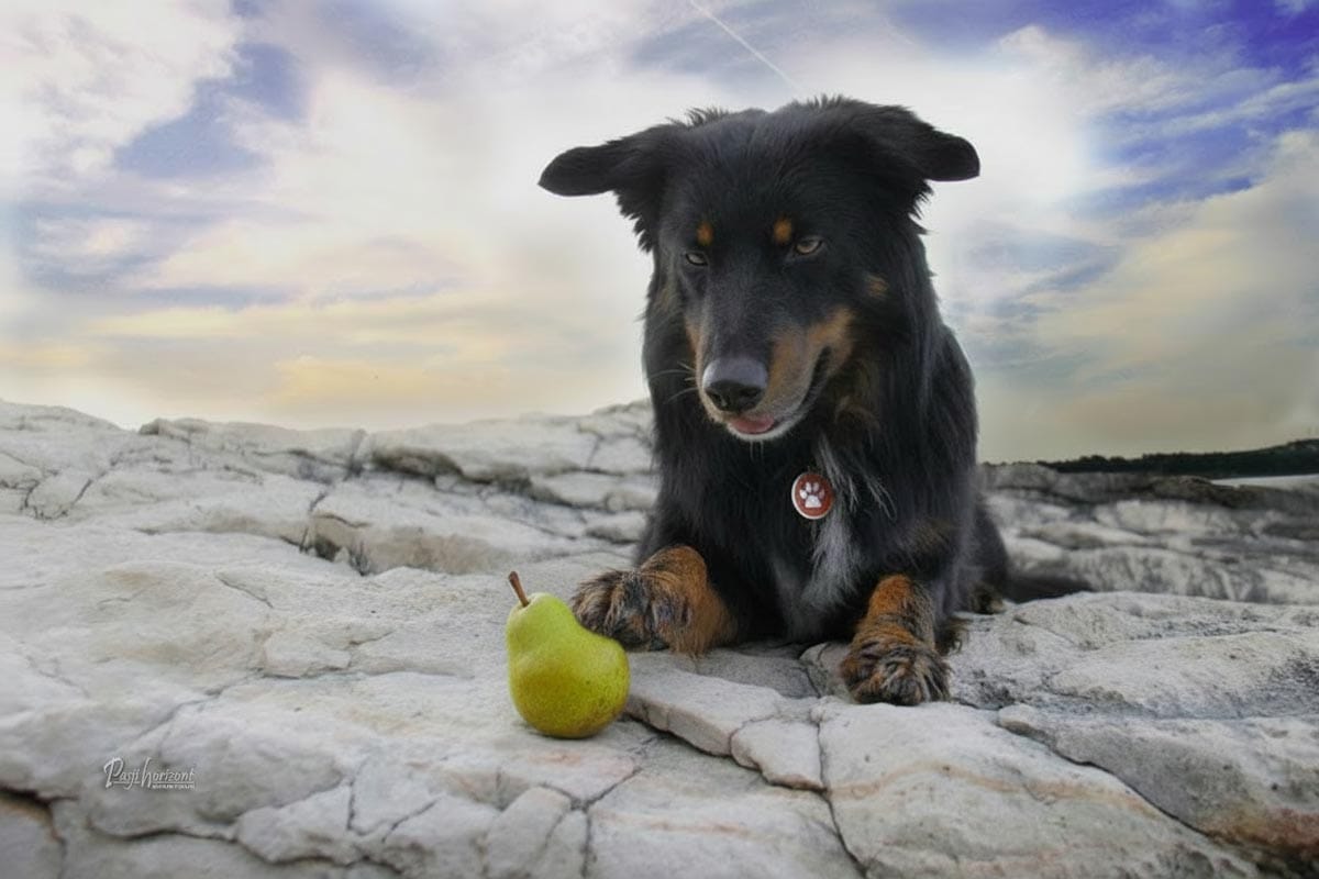 Katero sadje lahko jedo psi