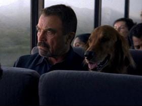 Pes v javnem prometu