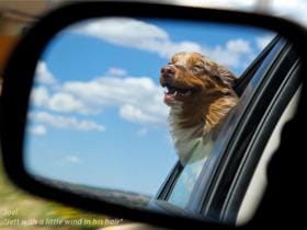 Pes v avtu in varnost psa