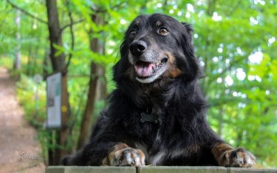 Siva pasja dlaka in zakaj pes (o)sivi