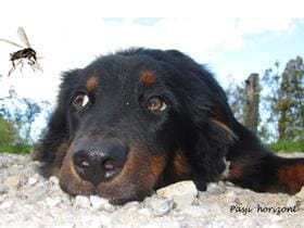 Pik komarja; Srčna glista pri psu