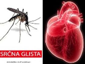 Srčna glista pri psih