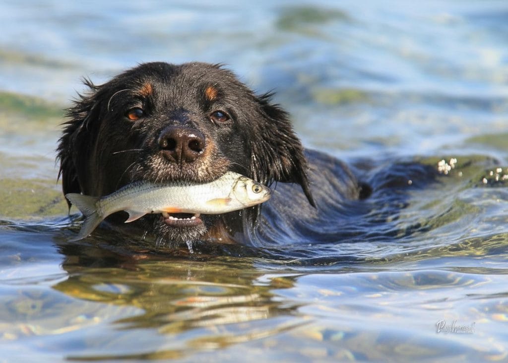 Pes in surova morska riba