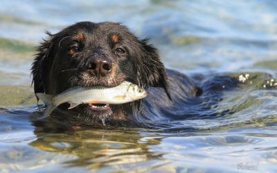 Surova morska riba za psa