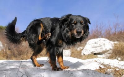 Okužba psa z bolhami, klopi, komarji,…