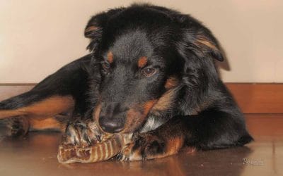 Izbira priboljškov za psa