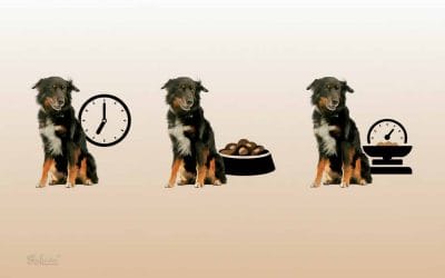 Kako, kdaj in koliko hraniti psa