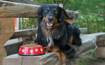 Briketi-suha ali mokra-konzervirana pasja hrana?