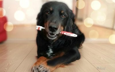 Čiščenje pasjih zob