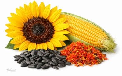 Zakaj omega 6 maščobne kisline v pasji prehrani?