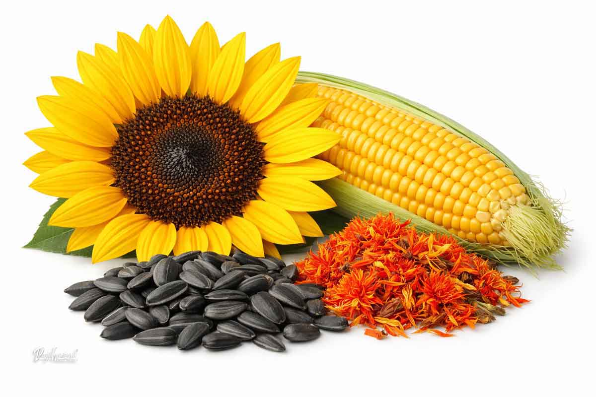 Omega 6 maščobne kisline za psa