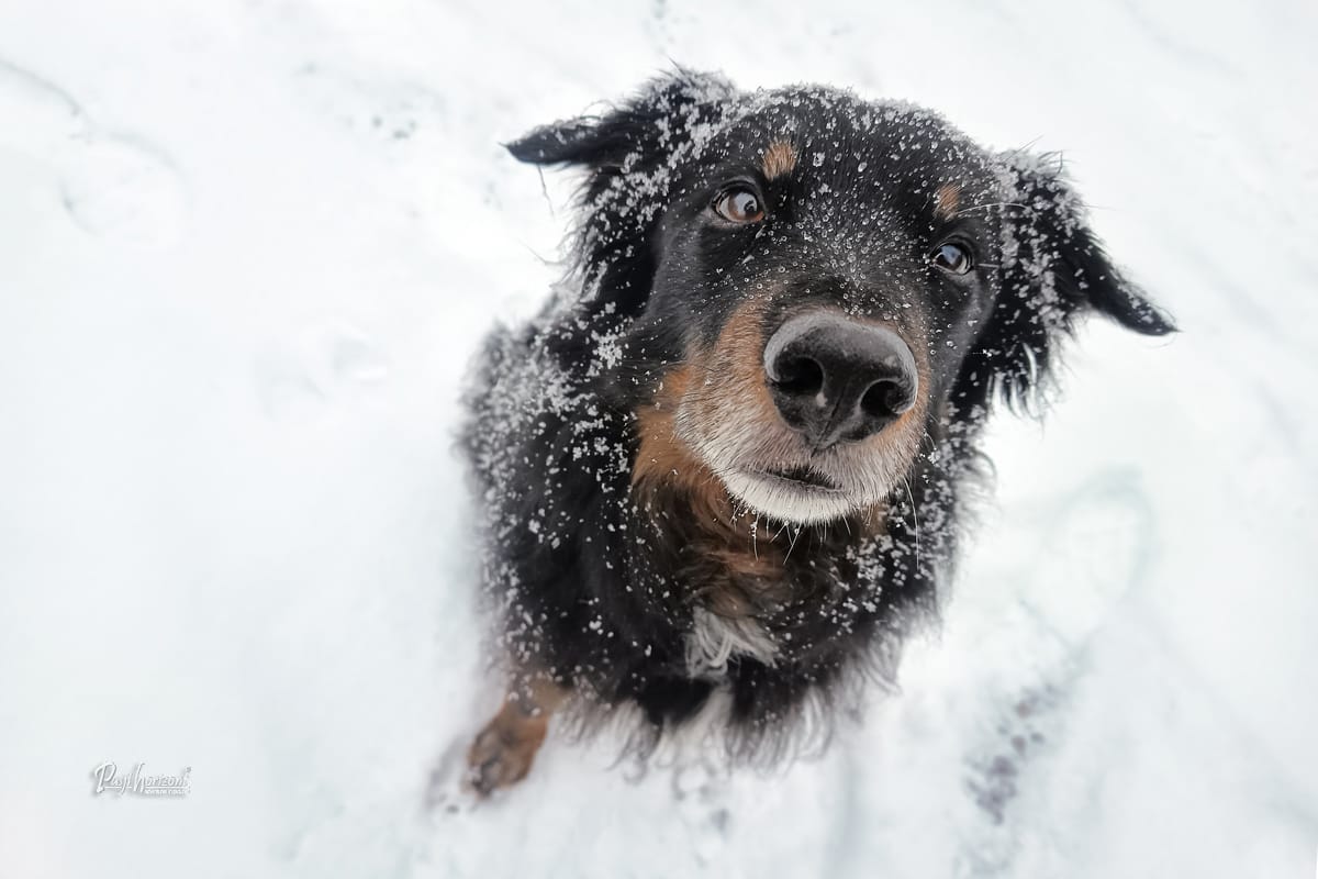 Pasji sluh in premikanje ušes