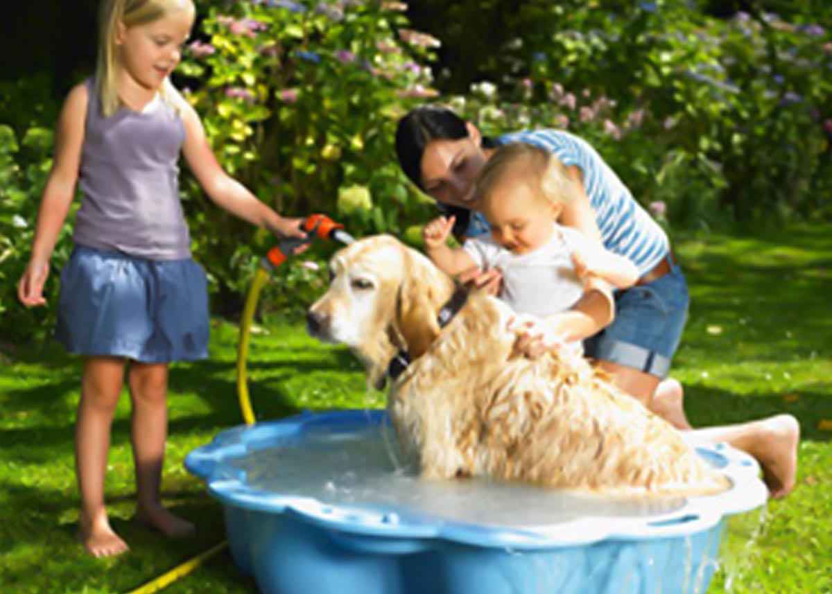 Kopanje psa s šamponom