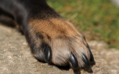 Striženje pasjih krempljev