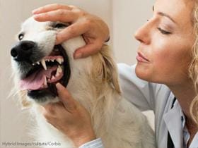 Pasje zobovje, pregled zob