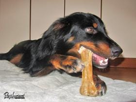 Pes in glodanje, glodanje kosti