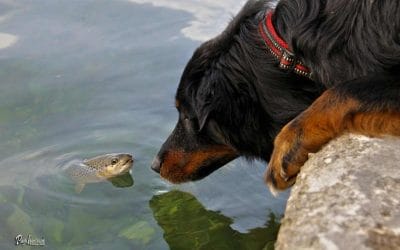 Omega 3 maščobne kisline v prehrani psa