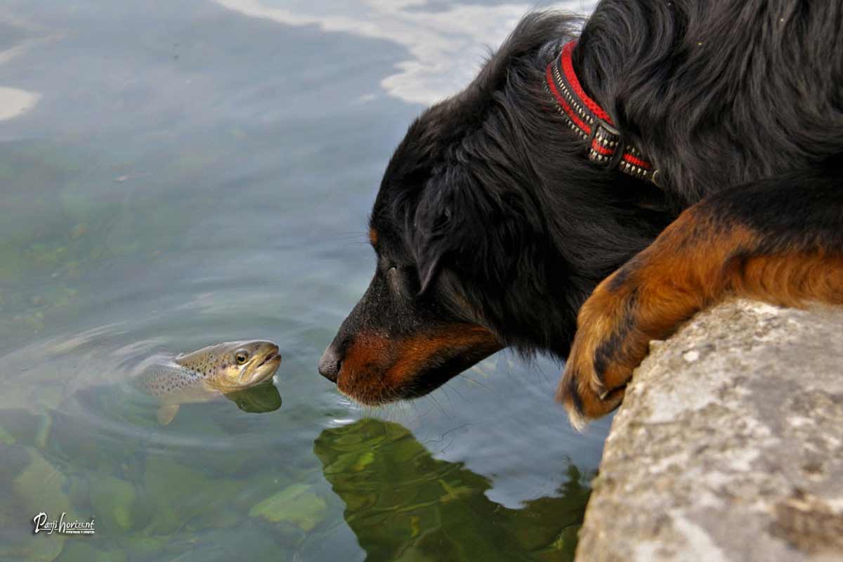 Pes in Omega 3 maščobne kisline v surovi ribi