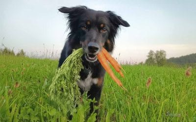 Katero zelenjavo lahko je pes