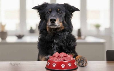 Surovo meso psu DA ali NE?