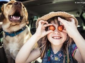 Toplotni udar pes avto