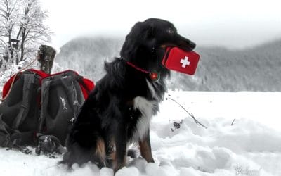 Torba prve pomoči psu