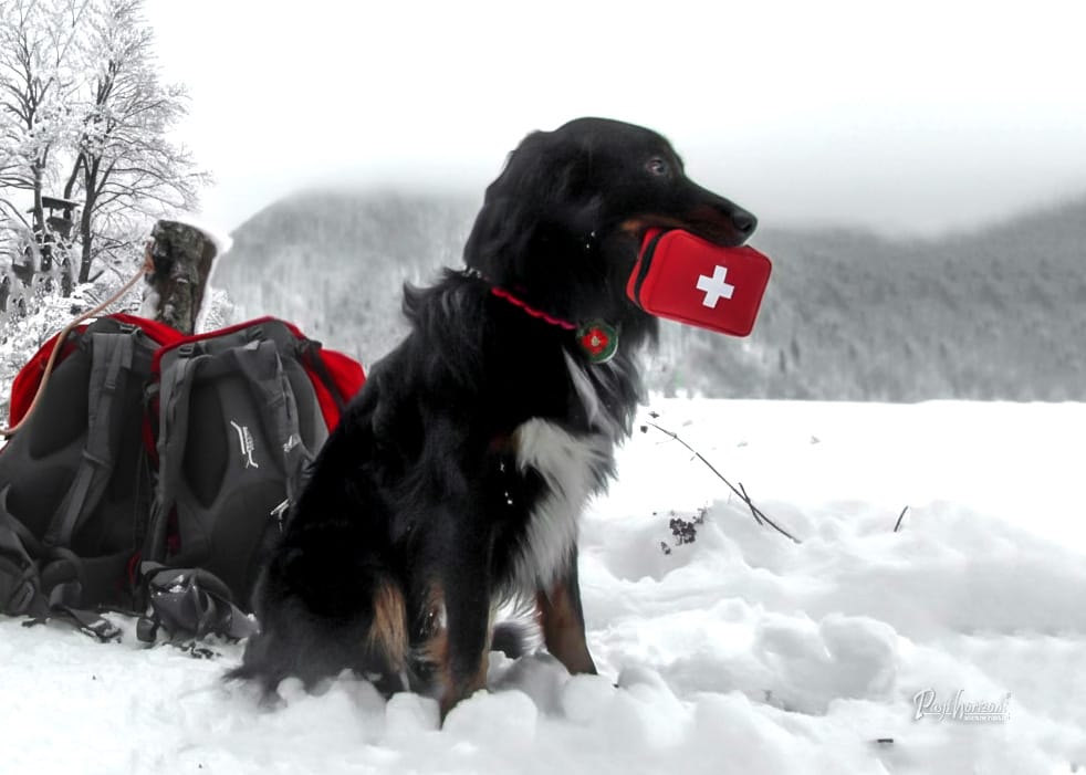 Torba prve pomoči za psa