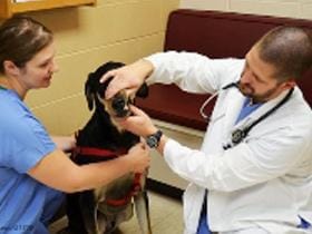 Pasji prvi obisk pri veterinarju