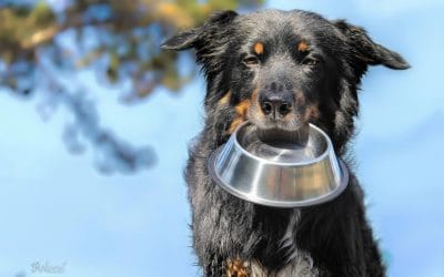 Popolna in uravnotežena pasja hrana