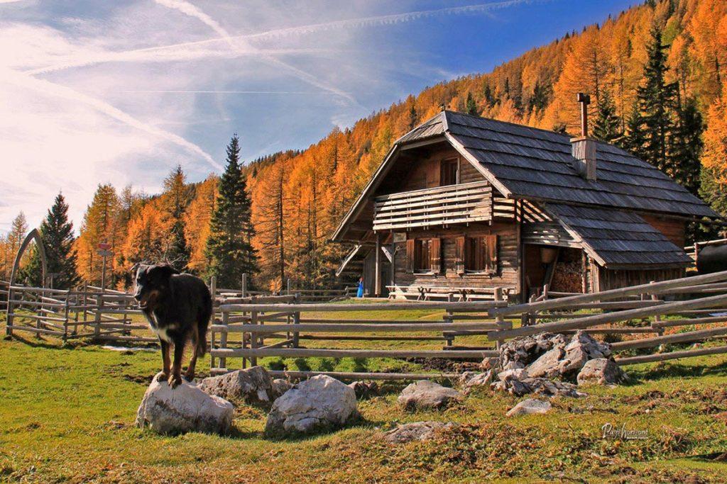 Planina Ravne in koča med jesenskimi zlatimi macesni