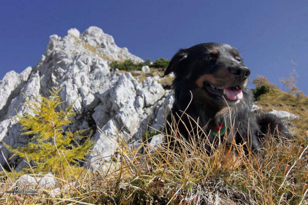 Pes na skalnati poti proti Vrtači