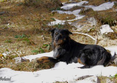 Križevnik (Pl. Polšak, Pl. Ravne, Pl. Podvežak)