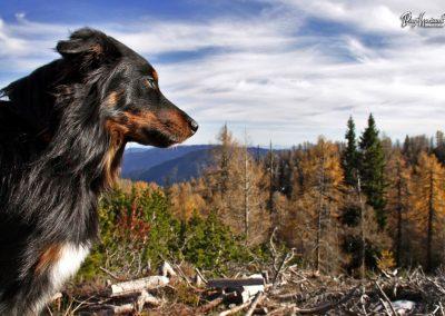 Planina Polšak, razgled, Pasji horizont