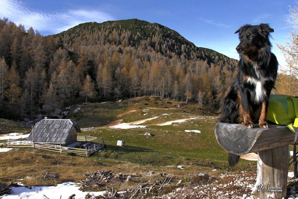 Planina Polšak v Kamniško-Savinjskih Alpah