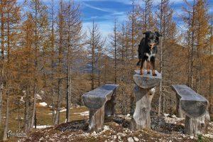 Planina Polšak med jesenskimi macesni