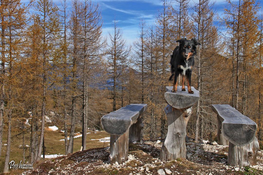 Planina Polšak med zlatimi jesenskimi macesni