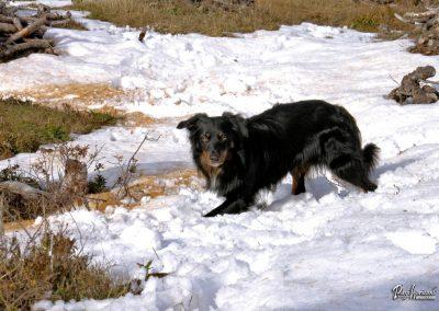 Planina Polšak, še ena snežna kopel
