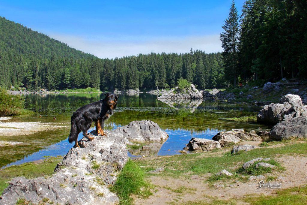 Jezero Predel