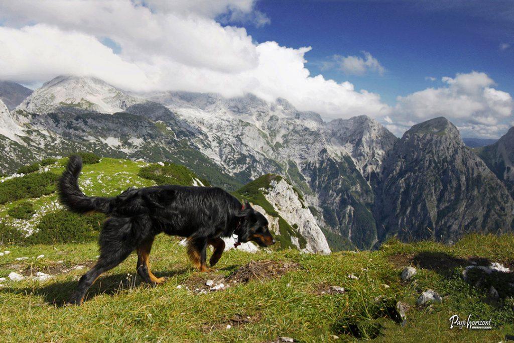Pes na Vrhu Korena nad Krvavcem