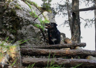 Brežniške peči in Gosjak