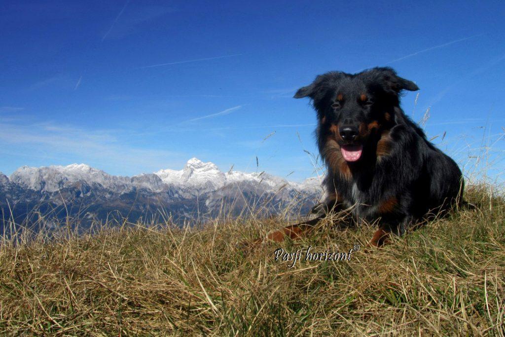 Črna prst s psom, Triglav v ozadju