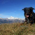 Črna prst s psom, Triglav v ozadju