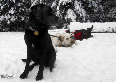 ERPS vaja Gotenica, skupina 8, 2018