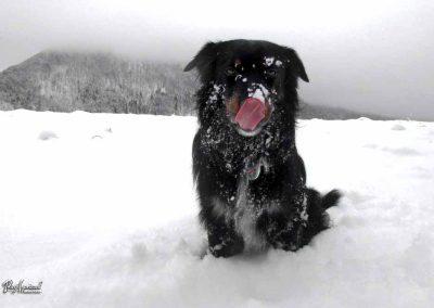 ERPS vaja Gotenica, skupina 8, 2018