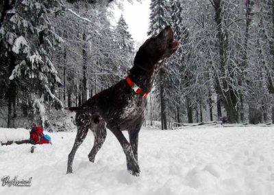 ERPS vaja Gotenica, skupina 8, 2018